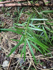 Podocarpus