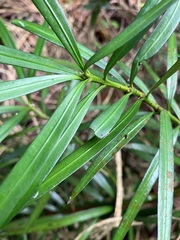 Podocarpus