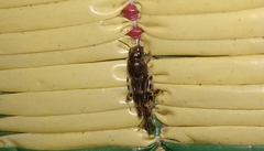 Gryllotalpoidea