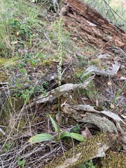 Platanthera ephemerantha