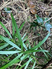 Podocarpus