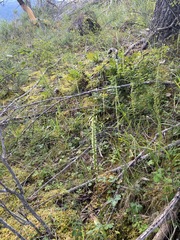 Platanthera ephemerantha