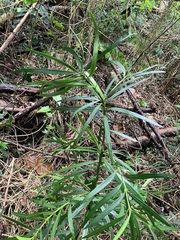 Podocarpus