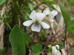 Viola cunninghamii