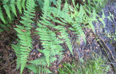 Hypolepis amaurorachis