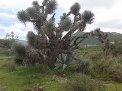 Yucca filifera