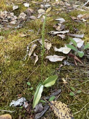 Platanthera transversa