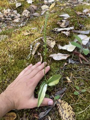 Platanthera transversa