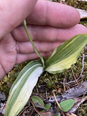 Platanthera transversa