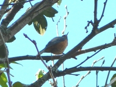 Diglossa baritula