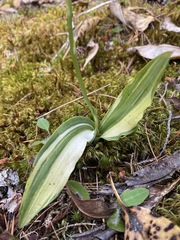 Platanthera transversa