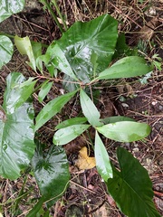 Ardisia squamulosa