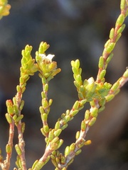 Euchaetis elsieae