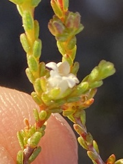 Euchaetis elsieae