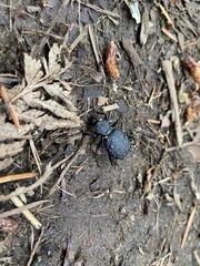 Cychrus tuberculatus