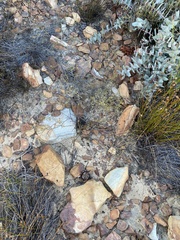 Euchaetis elsieae