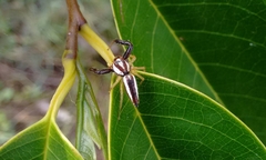 Epocilla