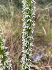 Platanthera elegans elegans