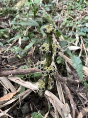 Paraphlomis javanica