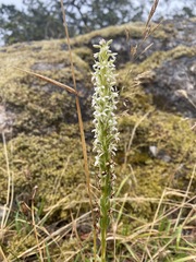 Platanthera elegans elegans