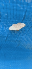 Idaea biselata
