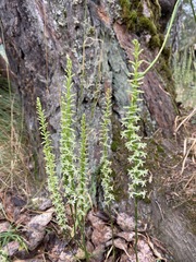 Platanthera transversa