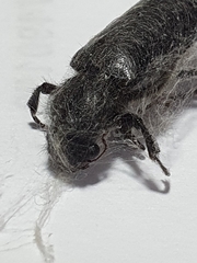Polycaon
