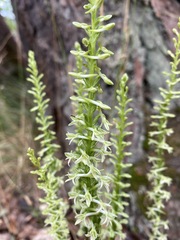 Platanthera transversa