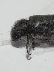Polycaon