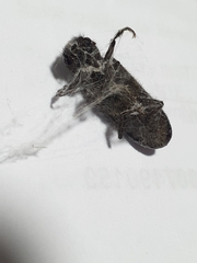 Polycaon