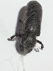 Polycaon