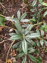 Pittosporum pentandrum