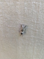 Furcula scolopendrina