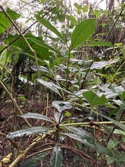 Pittosporum pentandrum