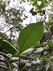 Pittosporum pentandrum