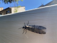 Dysmicohermes disjunctus