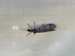 Dysmicohermes disjunctus