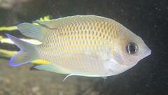 Mecaenichthys immaculatus