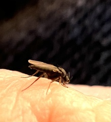 Phorinae