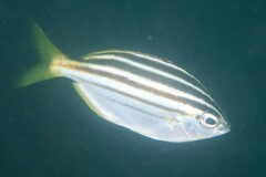 Atypichthys strigatus