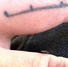 Phorinae