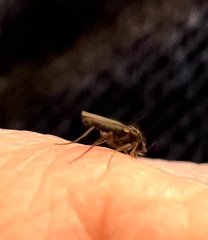 Phorinae