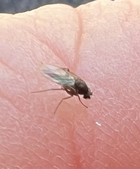 Phorinae