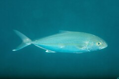 Seriola dumerili