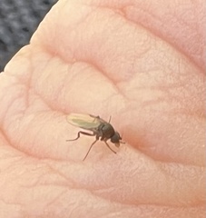Phorinae
