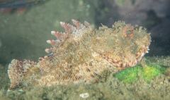 Scorpaena jacksoniensis