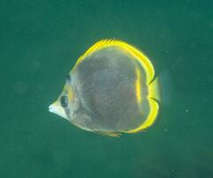 Chaetodon flavirostris