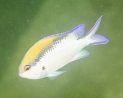Chromis nitida