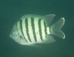 Abudefduf bengalensis
