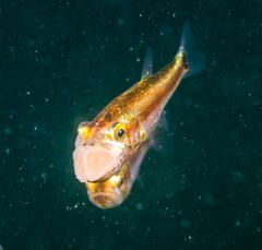 Little Siphonfish photo 5